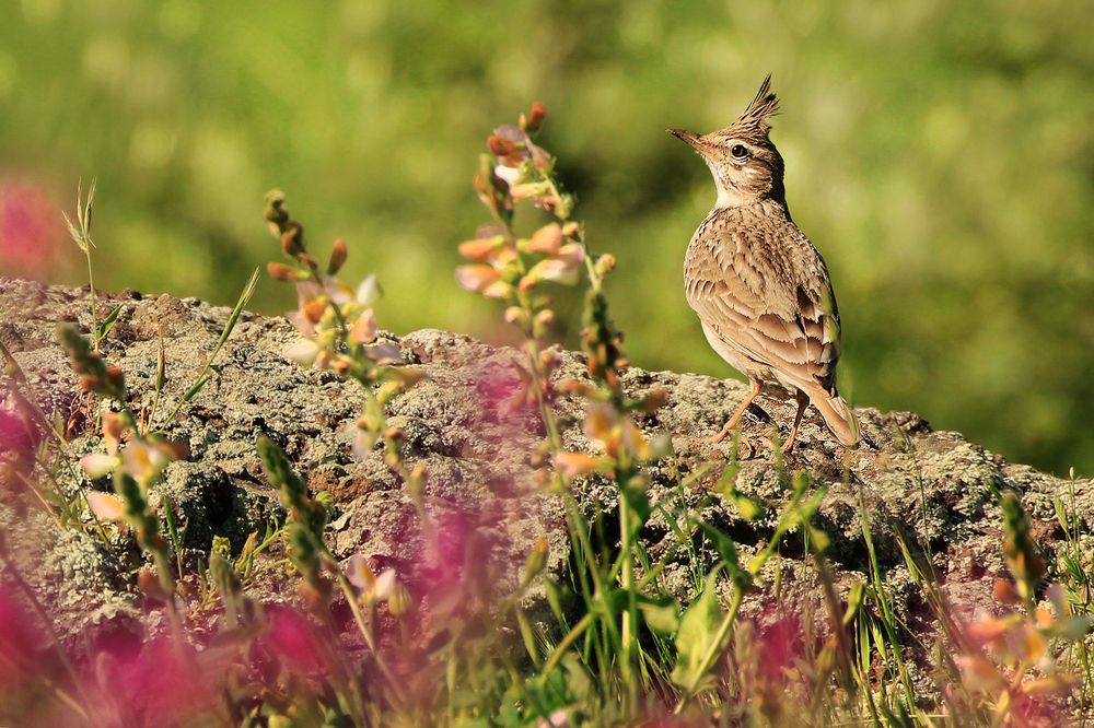 Photograph by hasan sorena jouri
