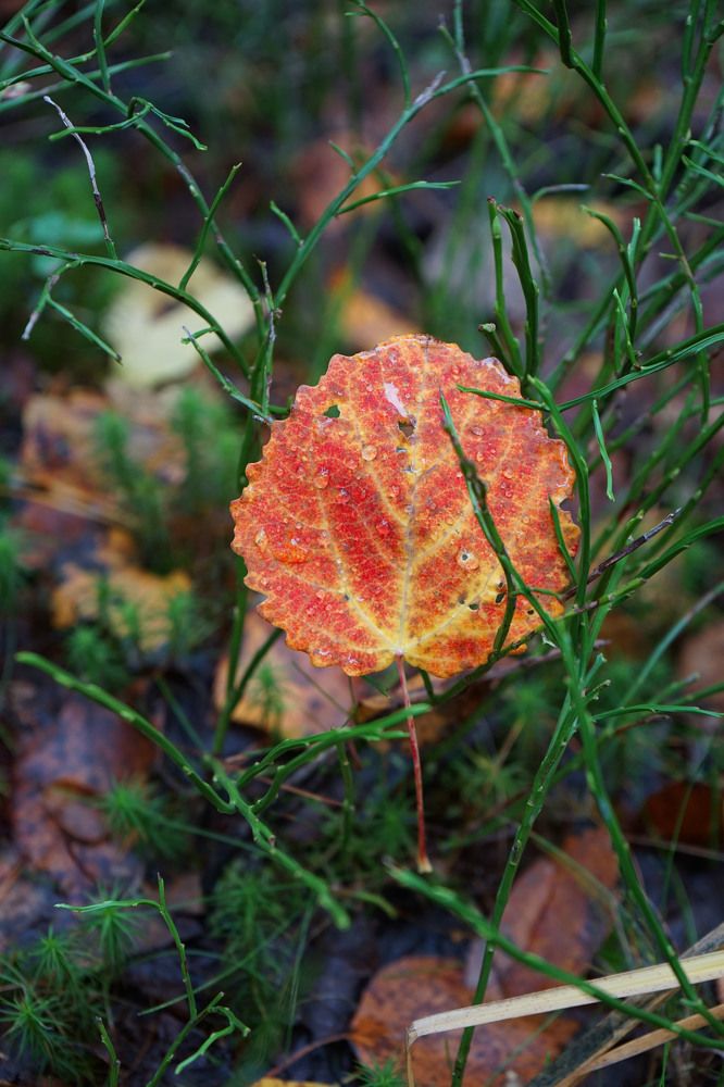 Photograph by Анастасия