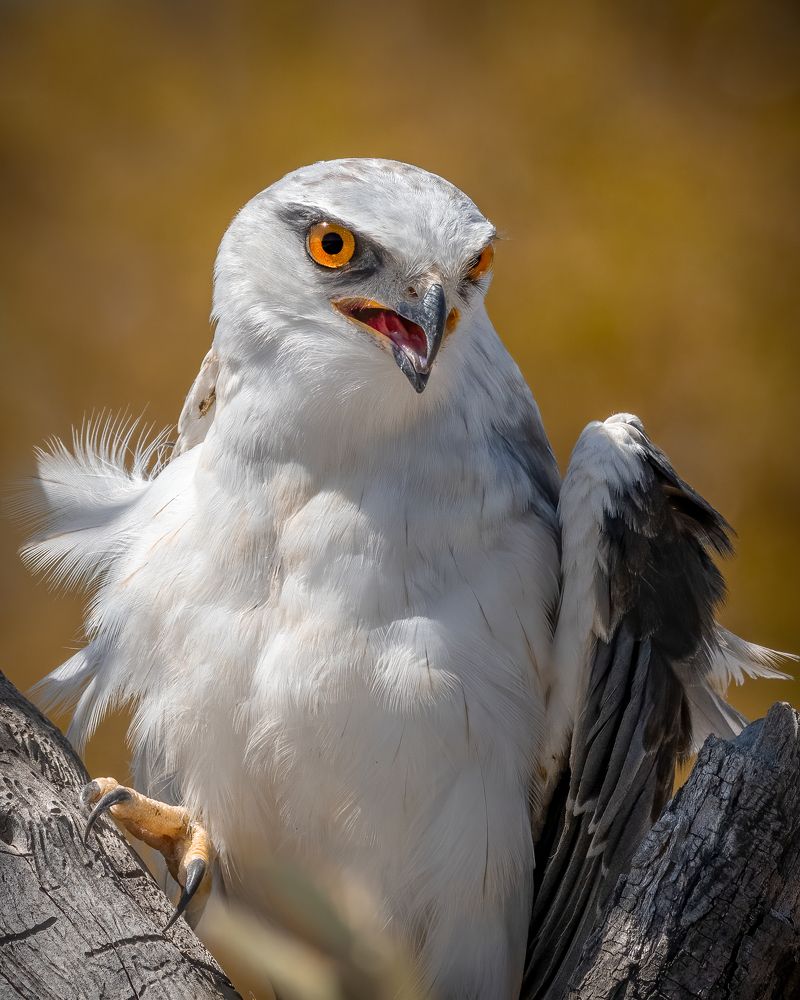 Photograph by Ammar alomari