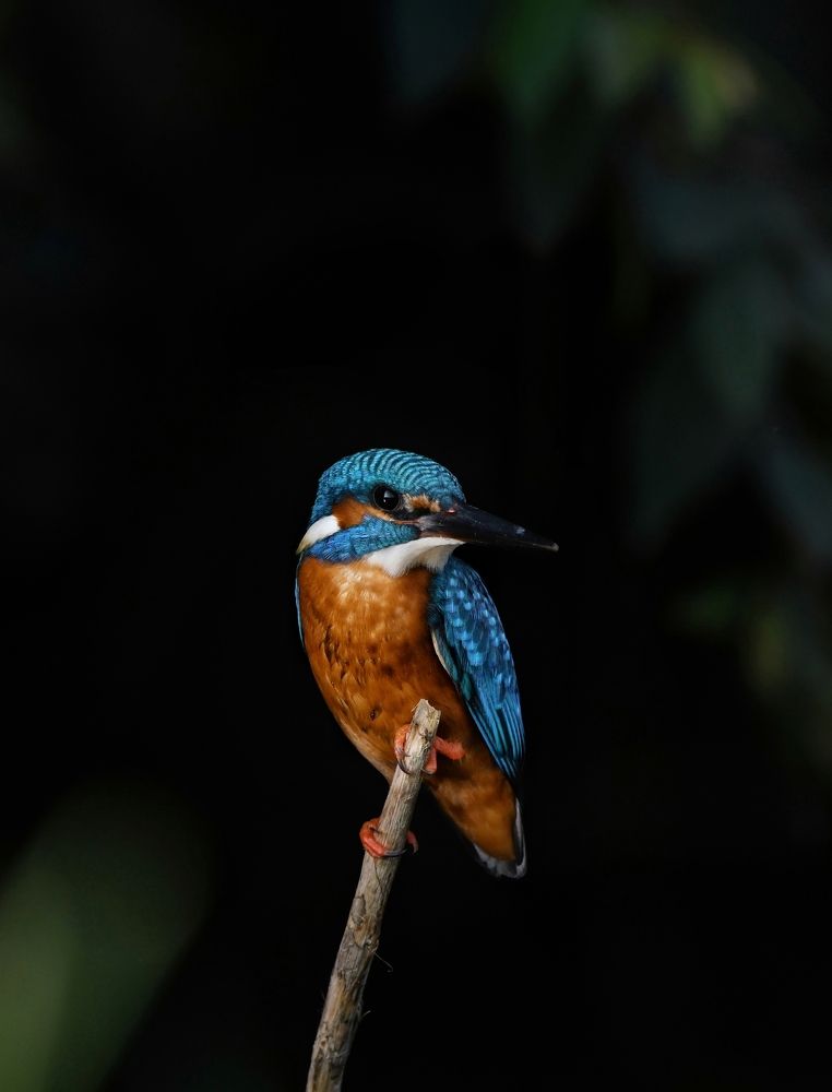 Photograph by George S George