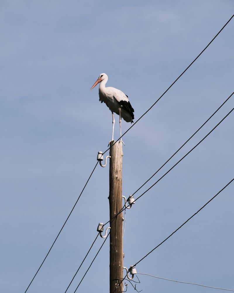 Фотография автора Владимир Эделев