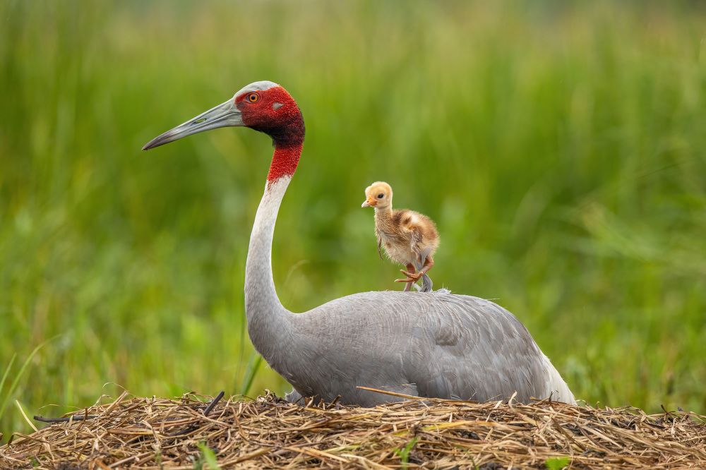 Sarus Crane With Chick