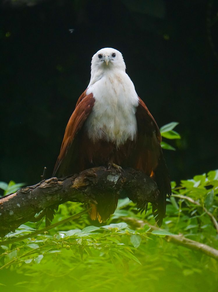 Photograph by Andrew Altarejos