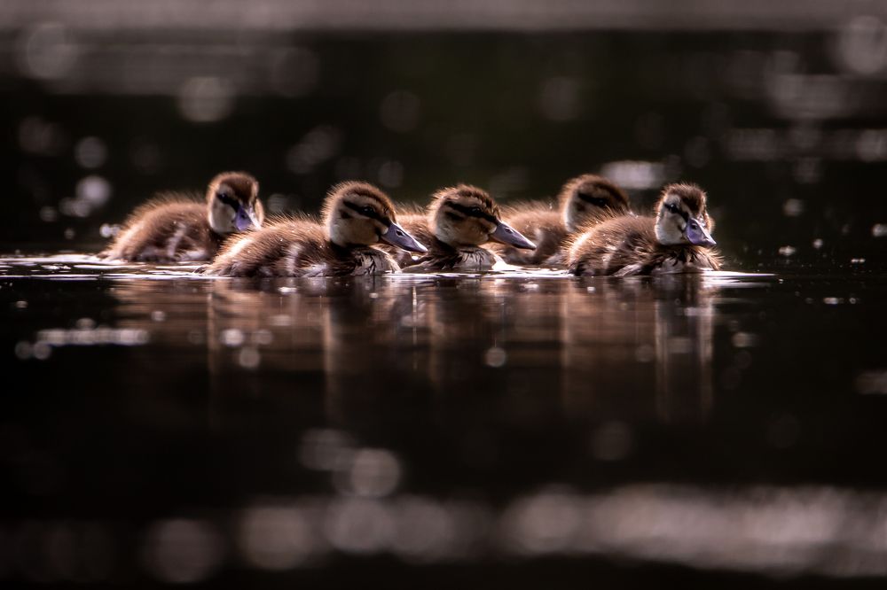 Утиная детвора :)