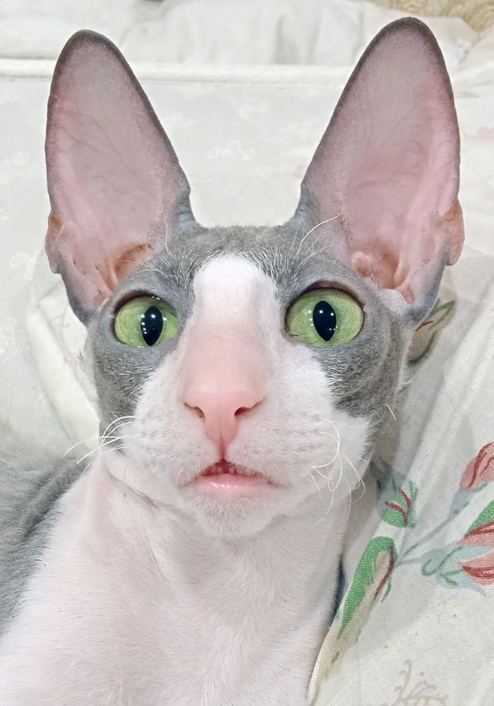 Коша-Маргоша