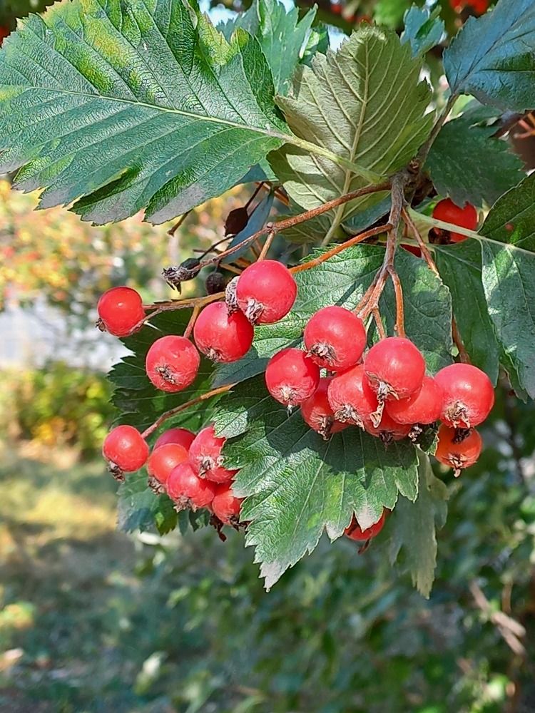 Photograph by Людмила Сотникова