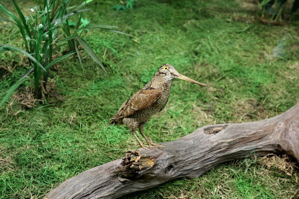 Фотография автора АЛЕКСАНДР ЦЫГЕЛЬНЮК