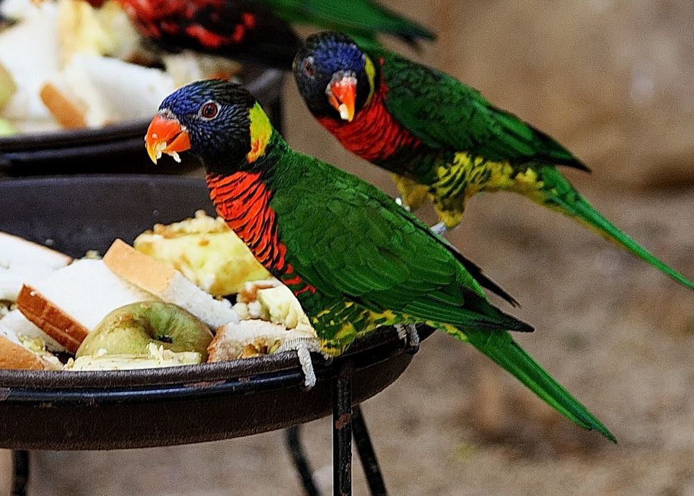 Фотография автора АЛЕКСАНДР ЦЫГЕЛЬНЮК