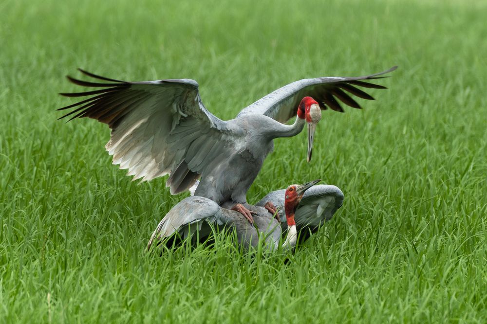 Photograph by Advait Baxi