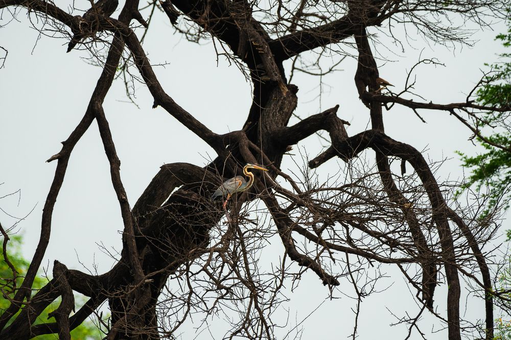 Photograph by Advait Baxi