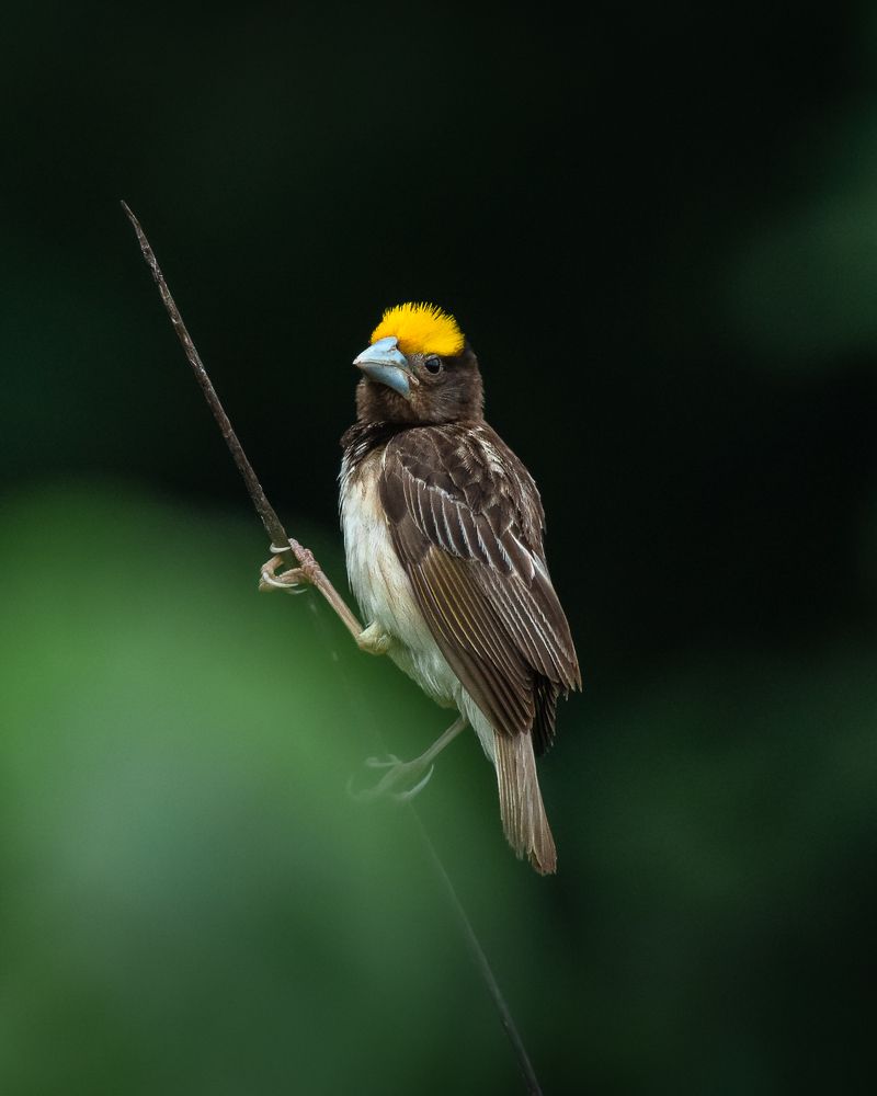 Photograph by Advait Baxi