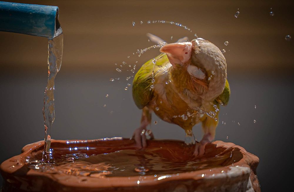 Photograph by Reza Nik