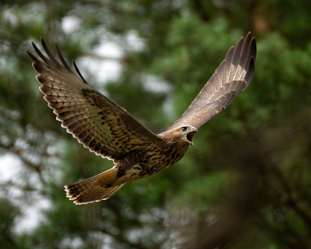 Photograph by Николай @nikfoto