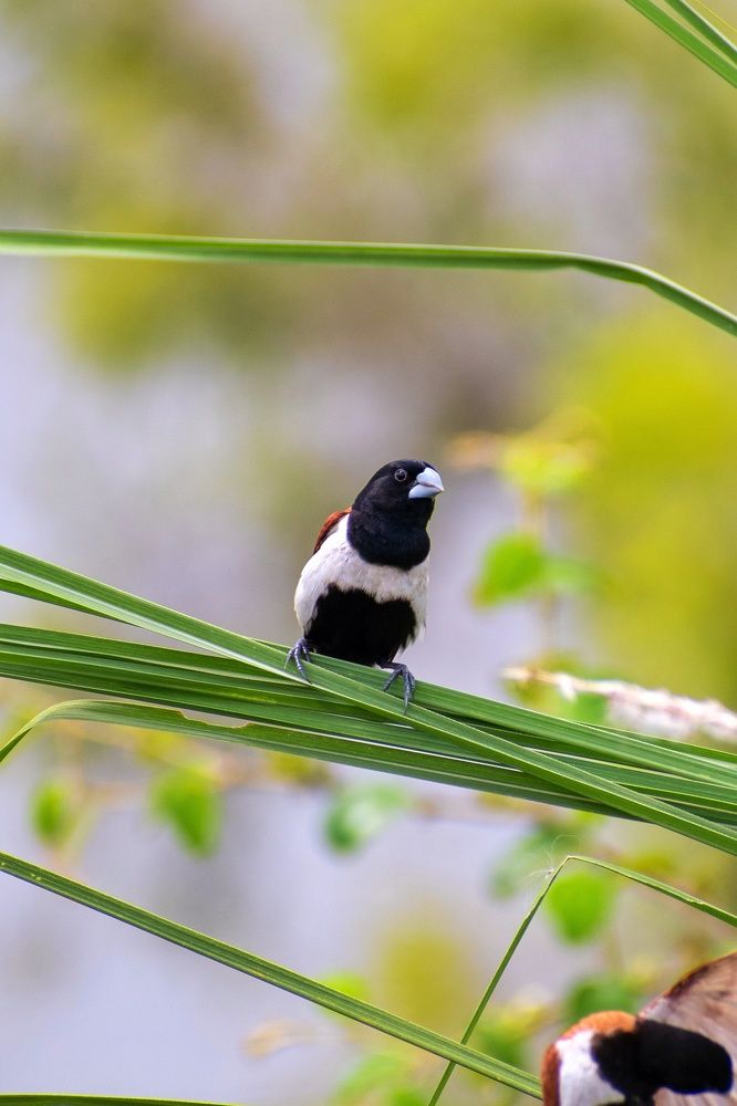 Photograph by Sanatan Sadhu