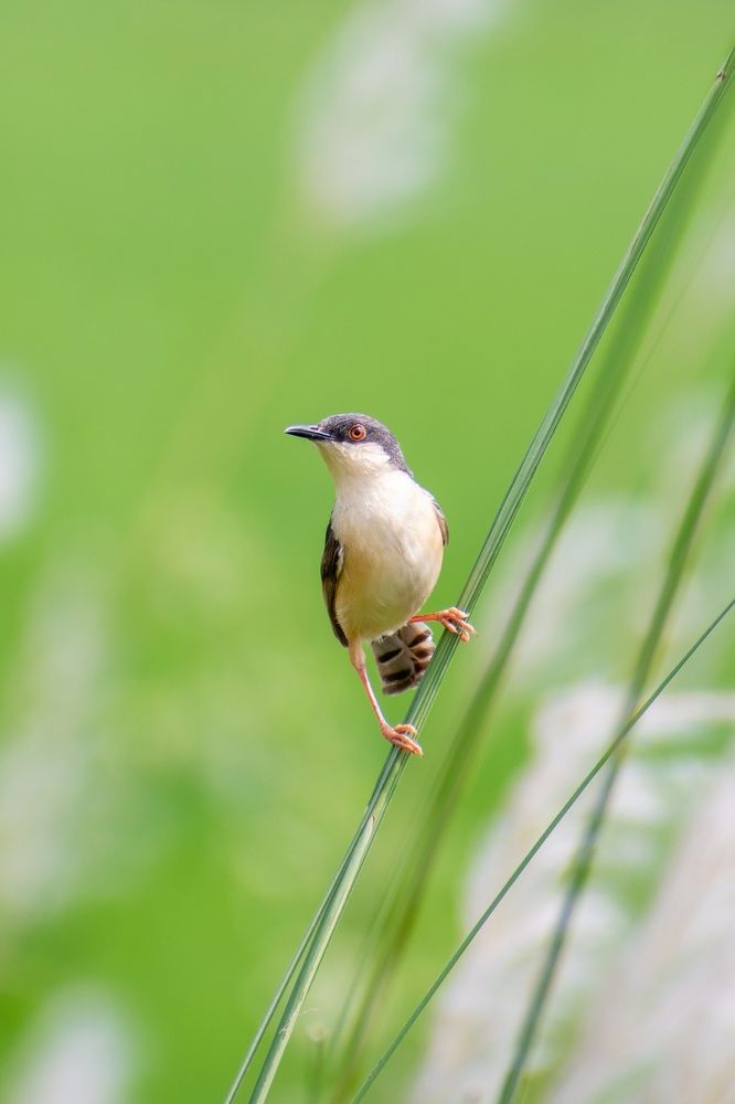 Photograph by Sanatan Sadhu