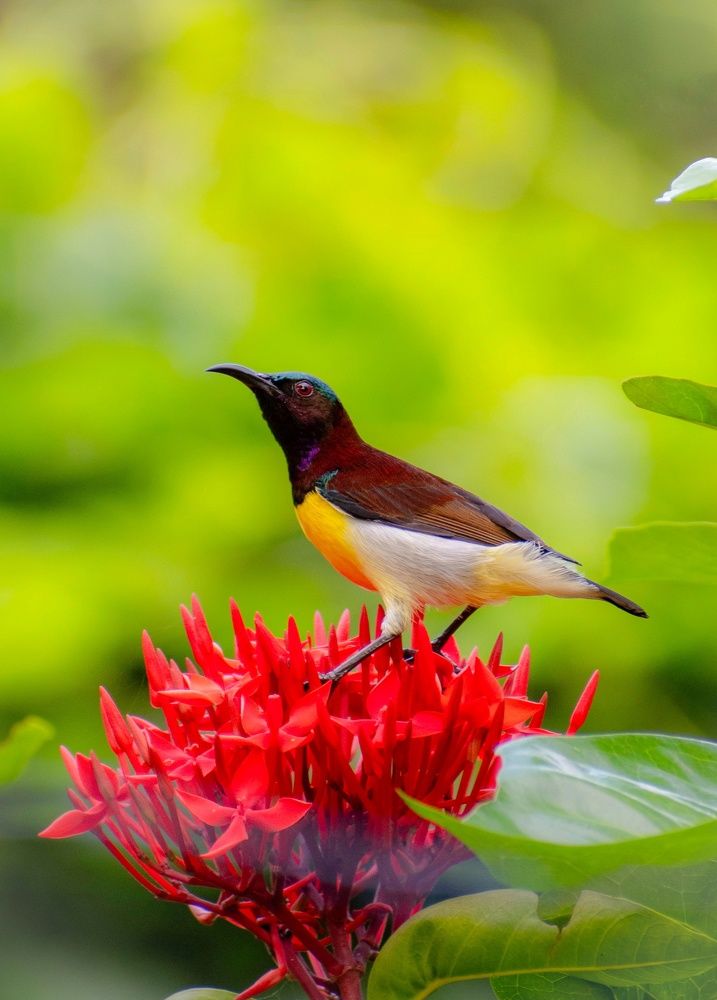 Photograph by Sanatan Sadhu