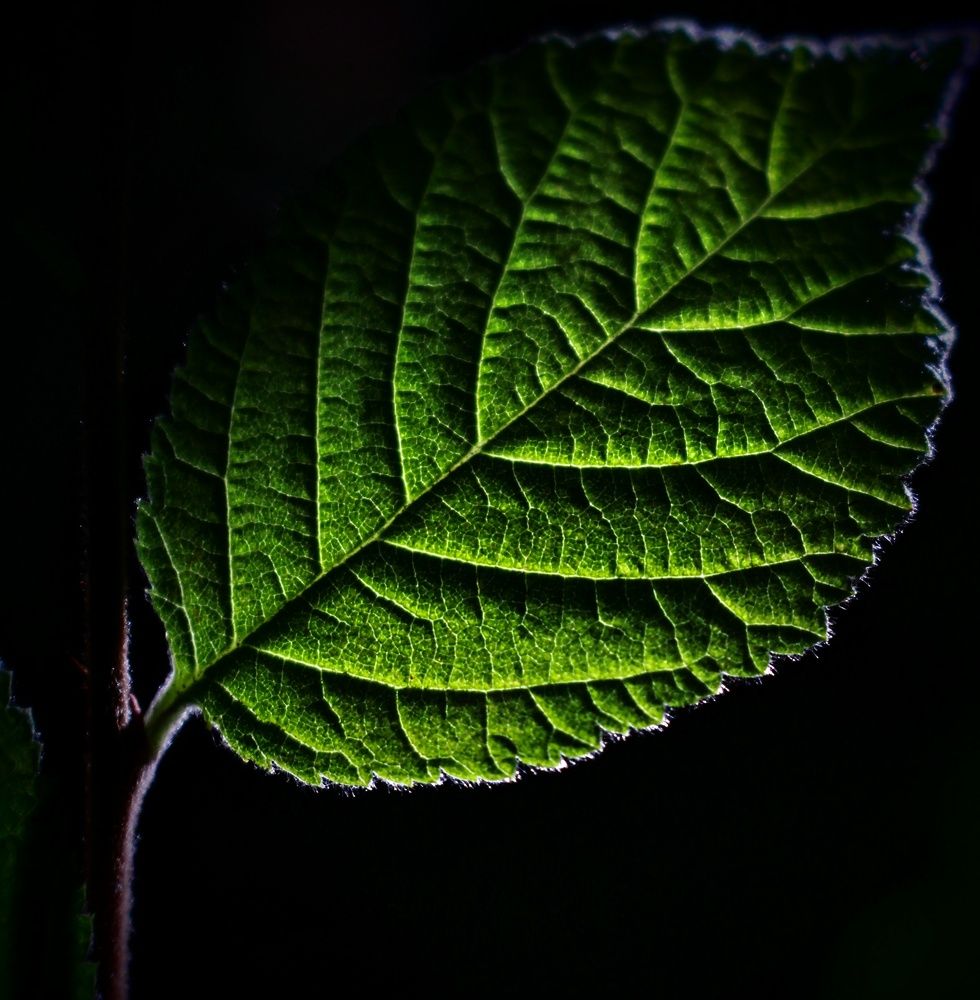 Photograph by AlexaL