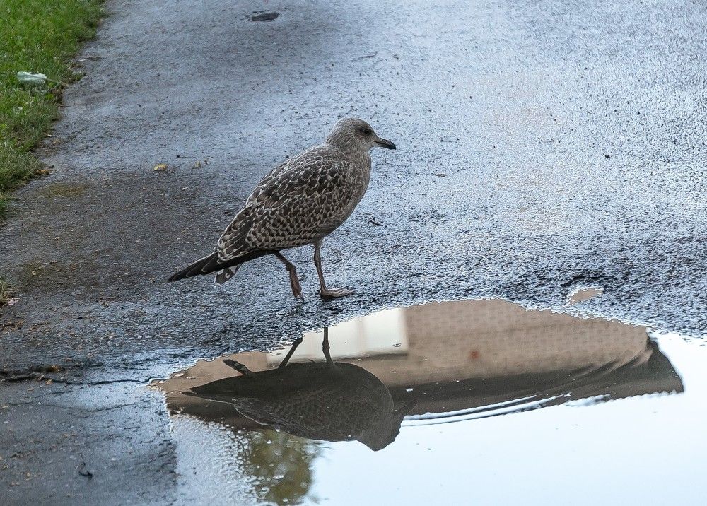 Photograph by Наталья Катюжанская