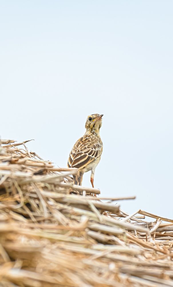 Photograph by shahil shaik