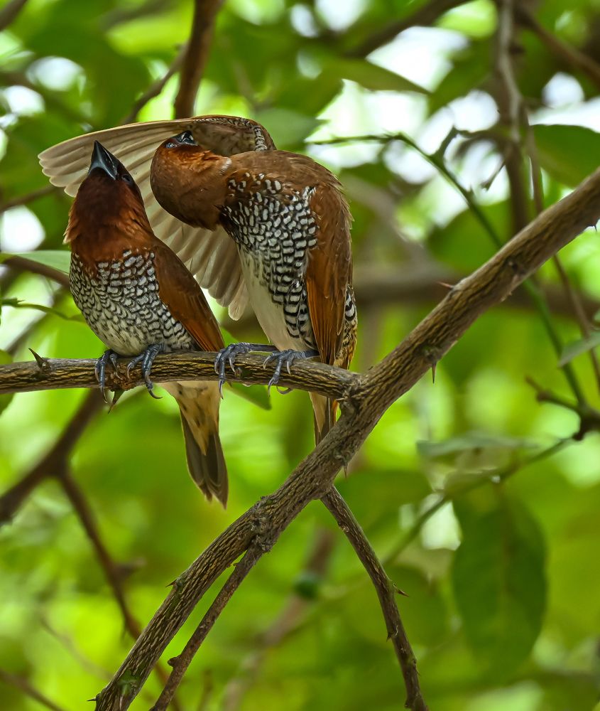 Photograph by shahil shaik