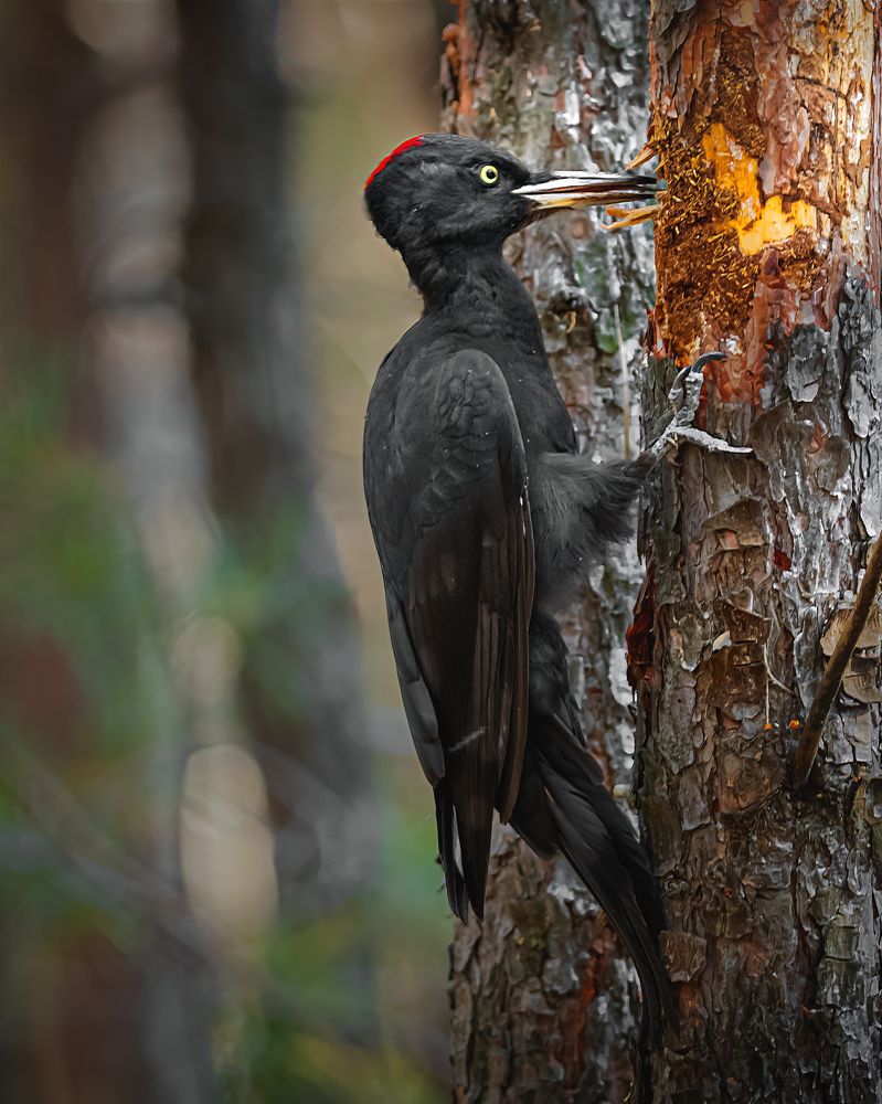 Photograph by Олег Белан