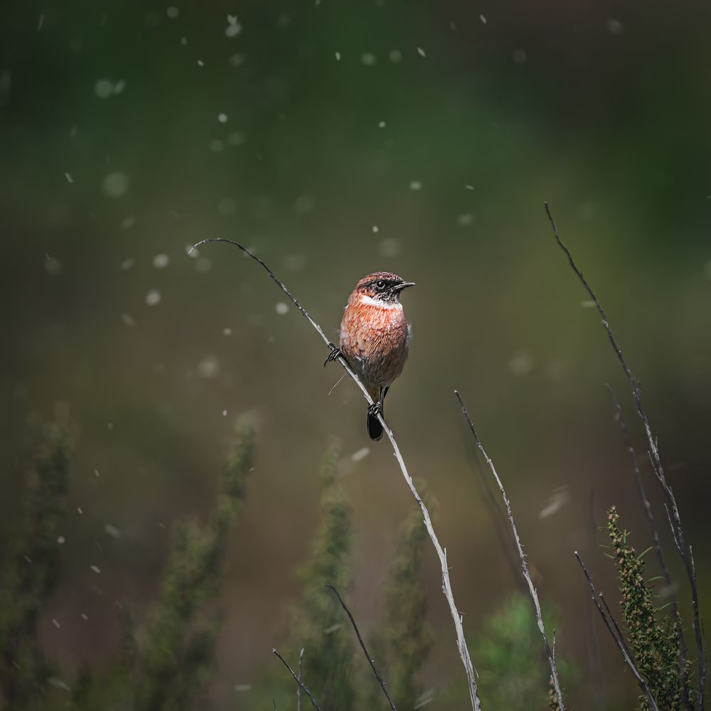 Photograph by Олег Белан