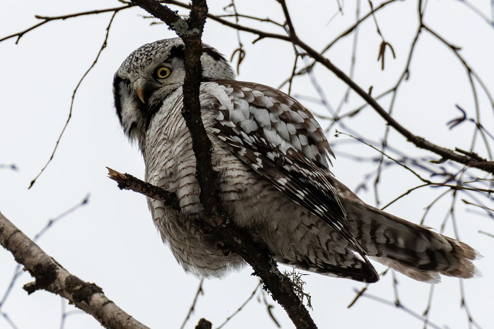 Photograph by Андрей Бородкин