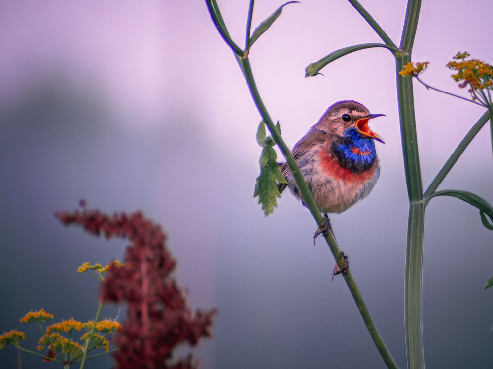 Photograph by Ольга Волкова