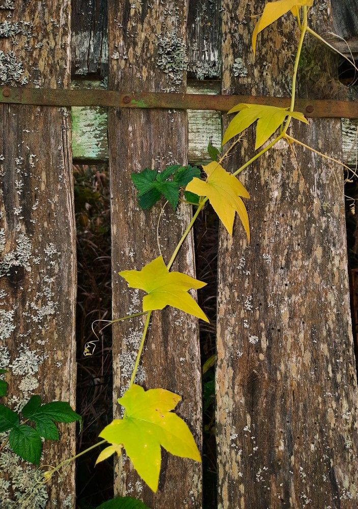 Фотография автора Елена Пикатова