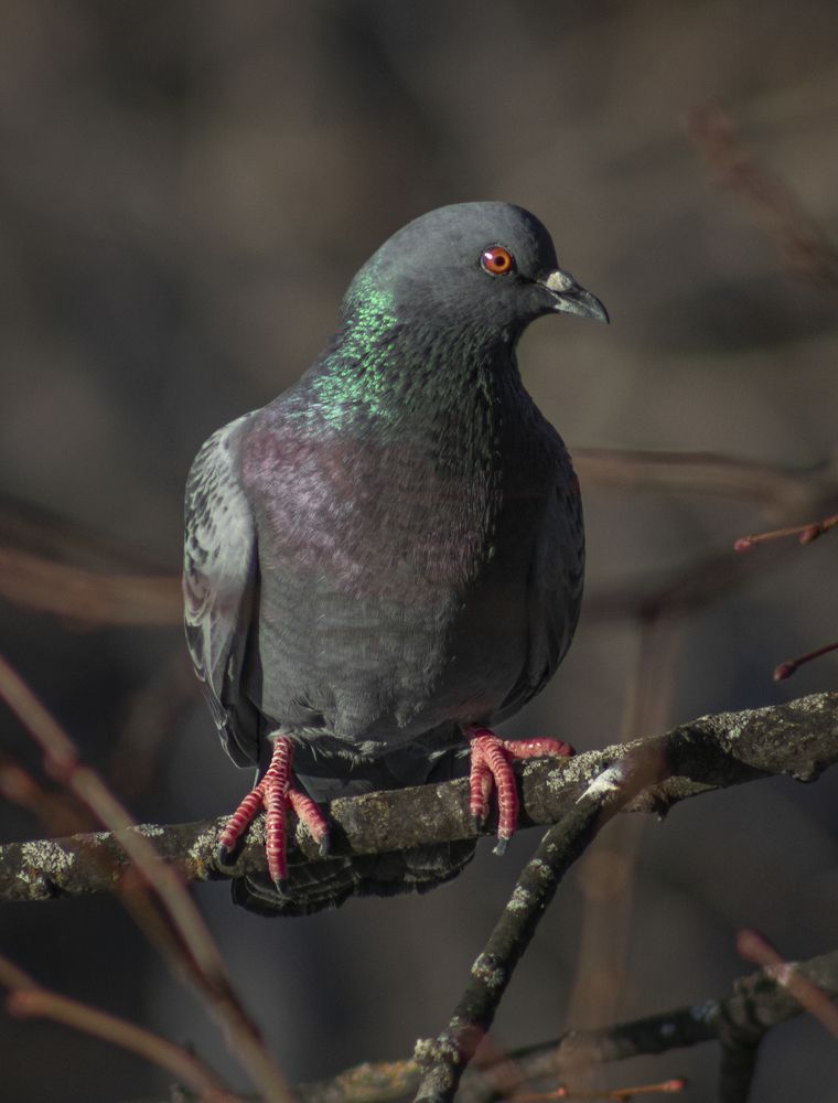 Photograph by Светлана Тарханова