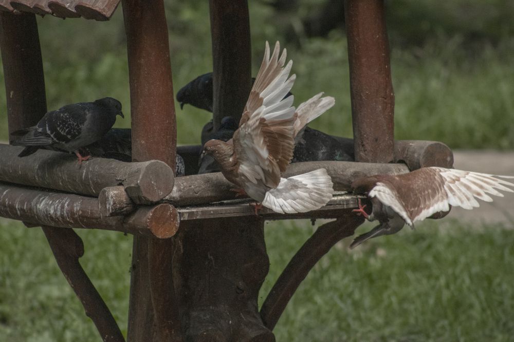 Photograph by Светлана Тарханова