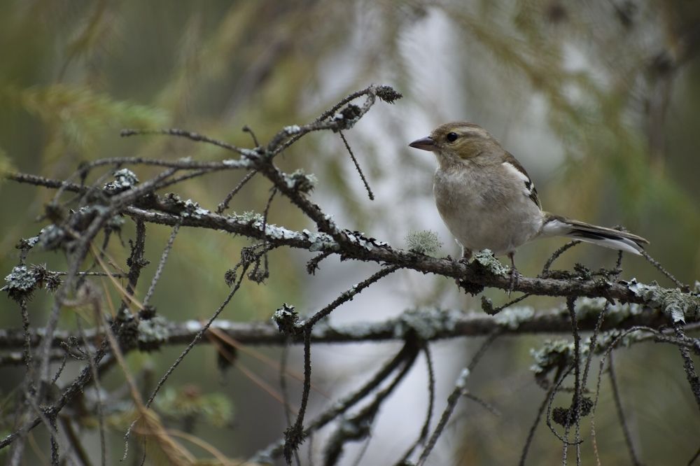 Photograph by Ксения Харлапина
