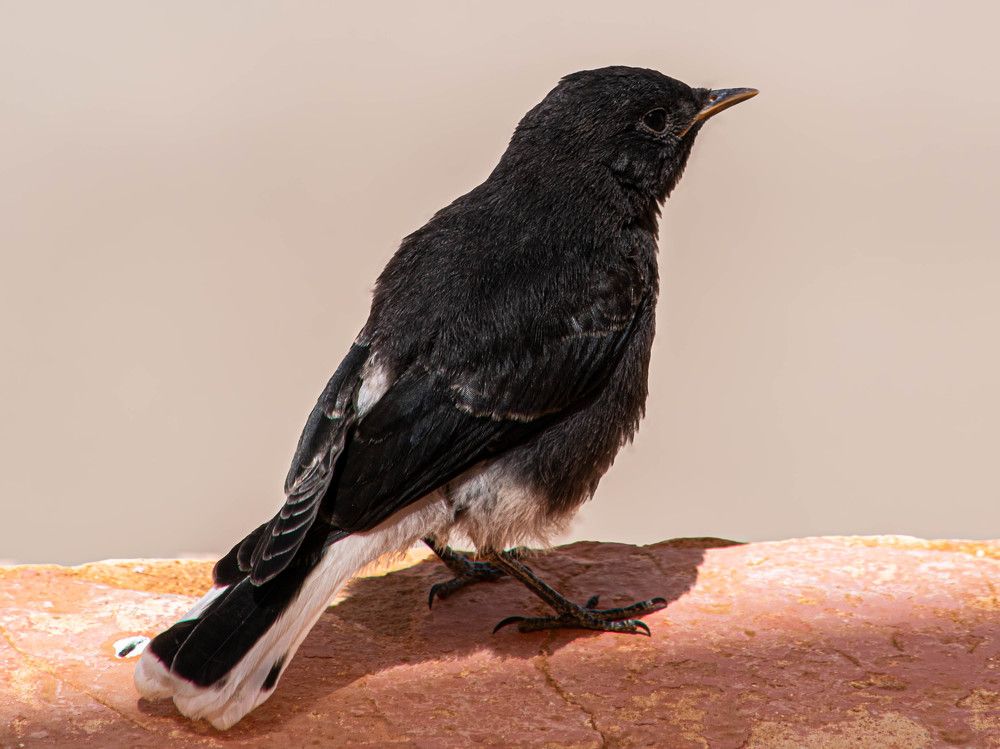 Photograph by abd alghani