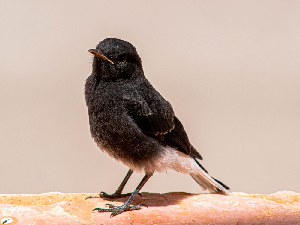 Photograph by abd alghani