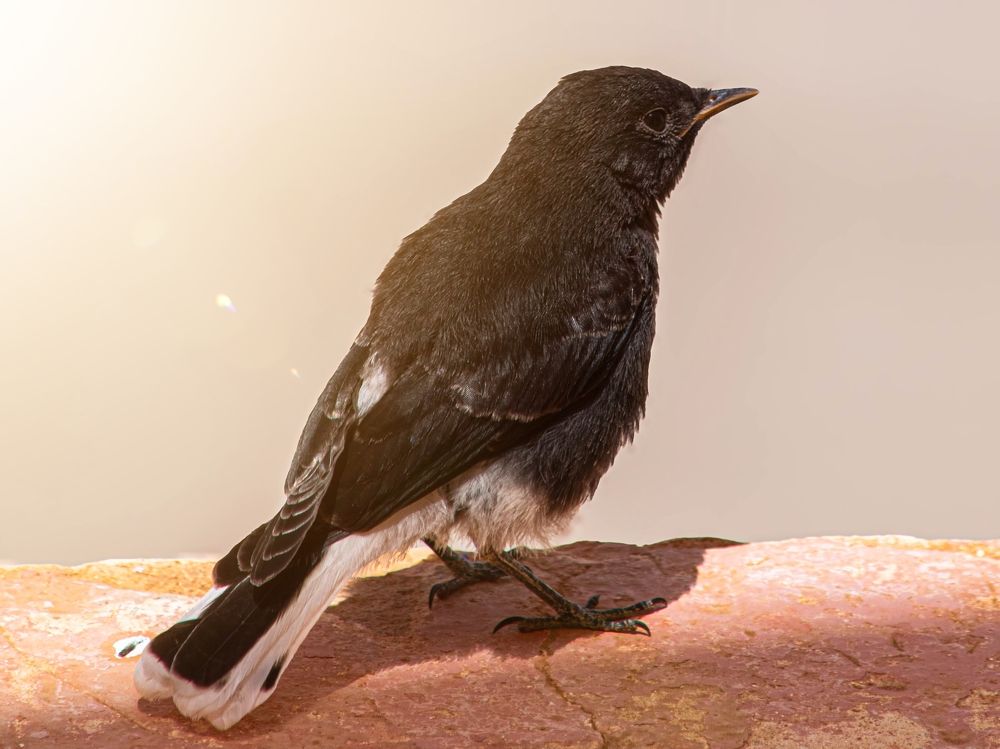 Photograph by abd alghani