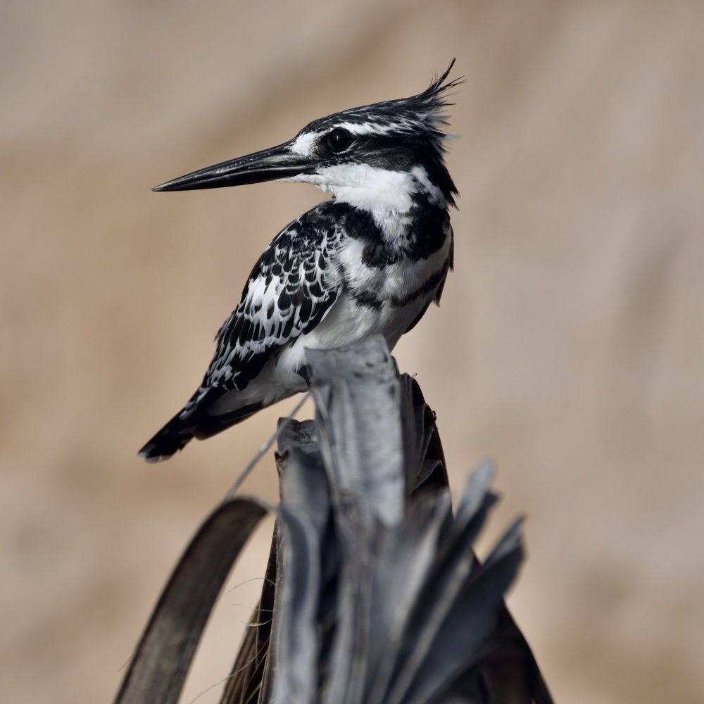 Pied Kingfisher