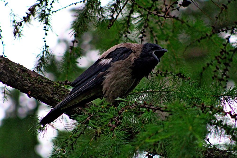 Photograph by Дмитрий Симагин