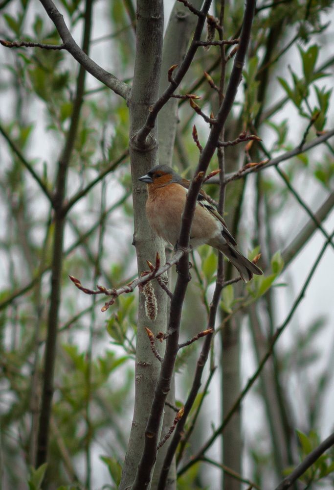A male Chaffinch on a branch on a cloudy spring day