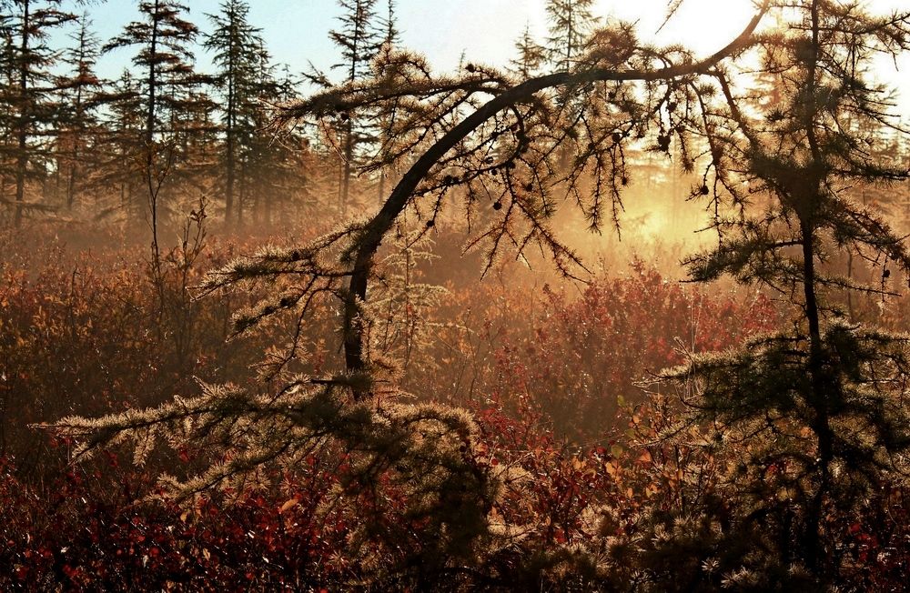 Photograph by Александр Велигура