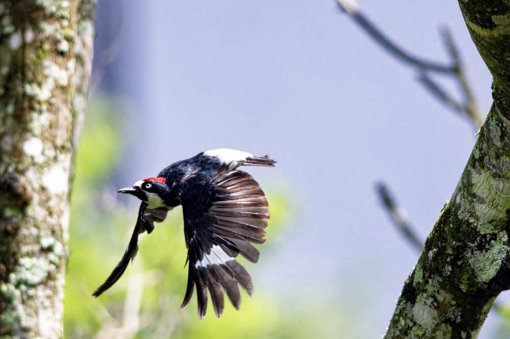 Photograph by Henry Cukier