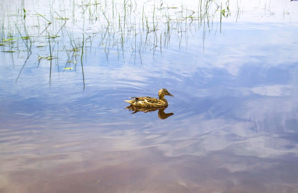 Photograph by Людмила Ваганова