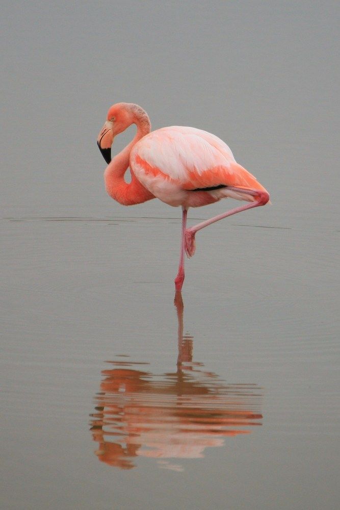 Photograph by Александр Журавлев