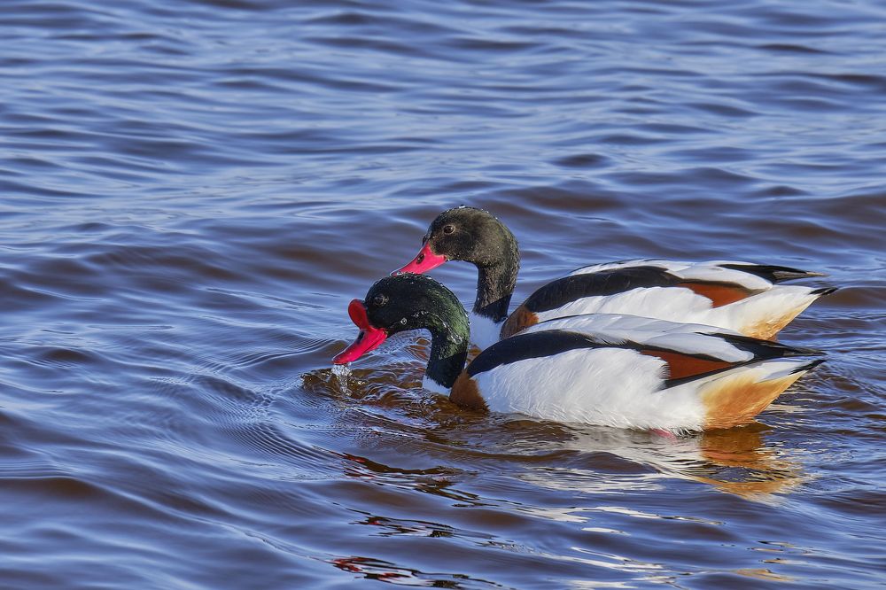 Фотография автора Vilnis Zoldners