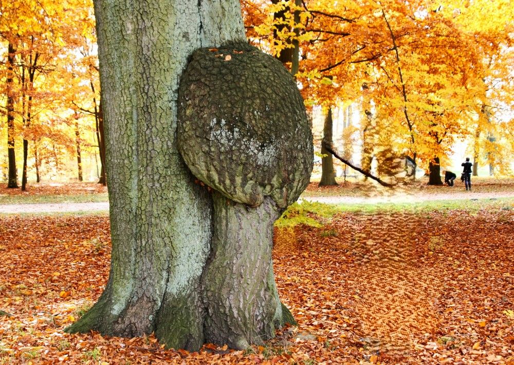 Парк Сан-Суси в Потсдаме