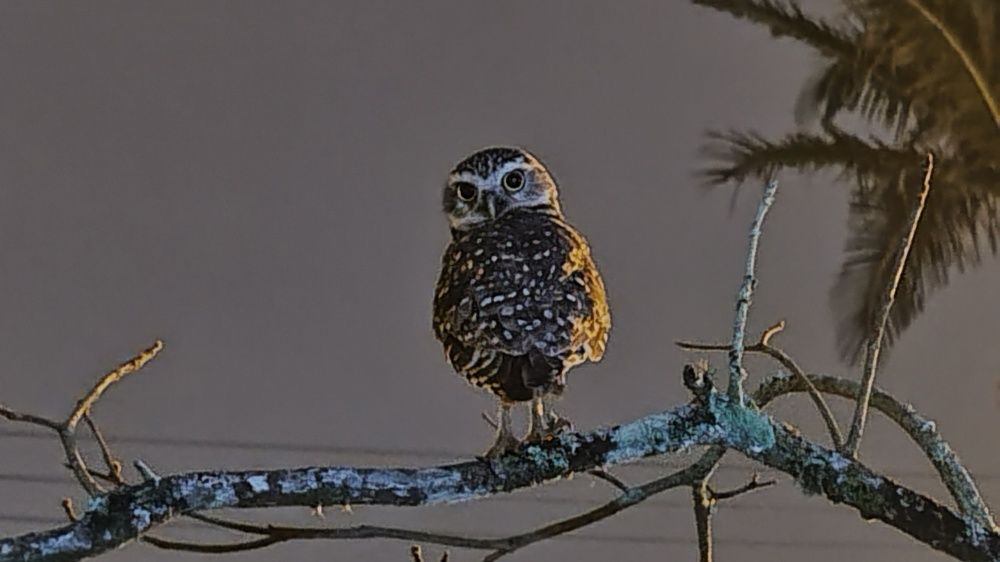 Photo #11080299
