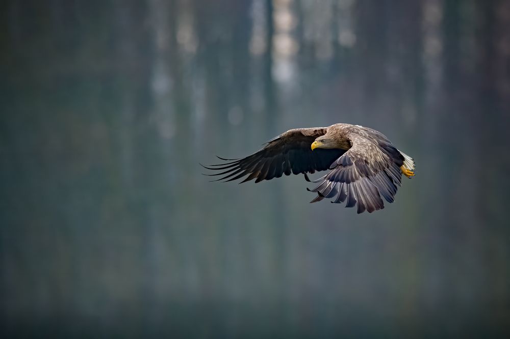 Photograph by Marco Rondi