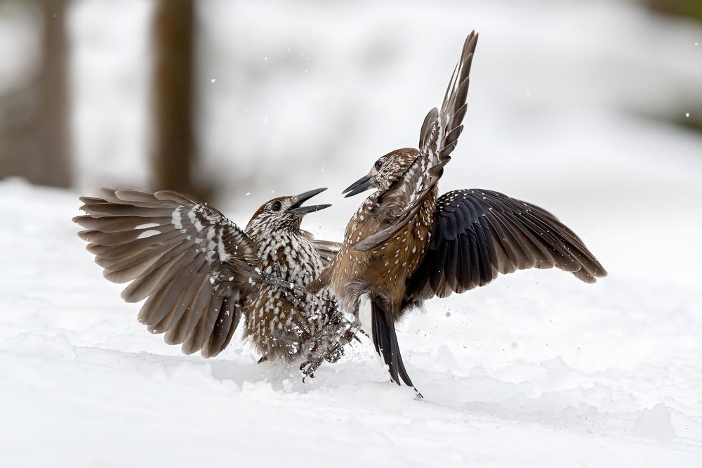 Photograph by Marco Rondi