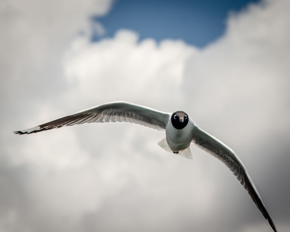 Фотография автора Said Yasser Ale Salinas