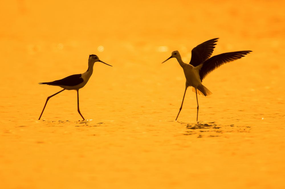 Early morning - Dual