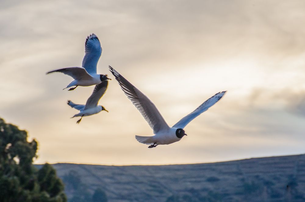 Фотография автора Said Yasser Ale Salinas